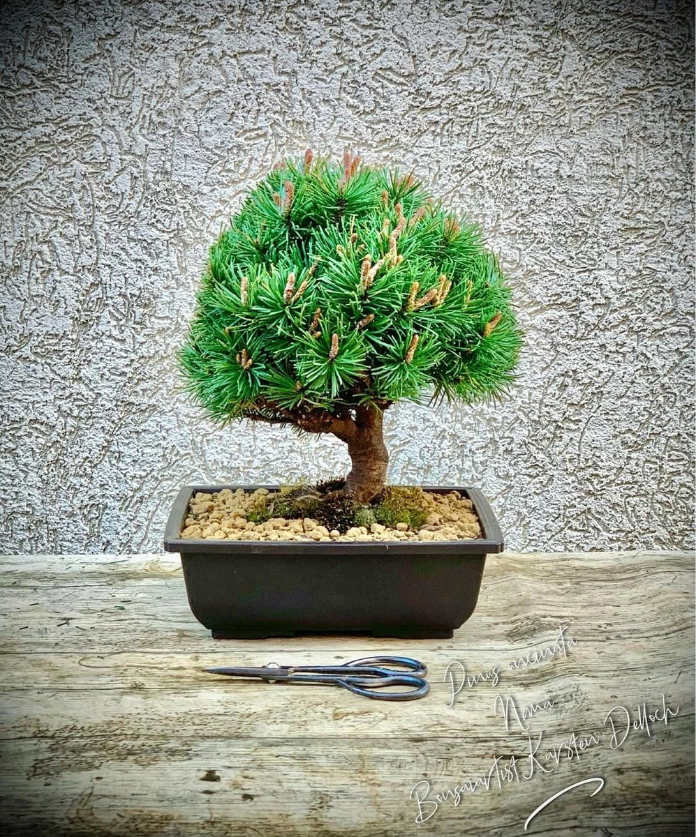 Gartenbonsai Kiefer online kaufen | eBay.de