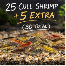 25 5 Extra Cull Neocaridina Shrimp Ultimate Cleaning Crew Live Freshwater