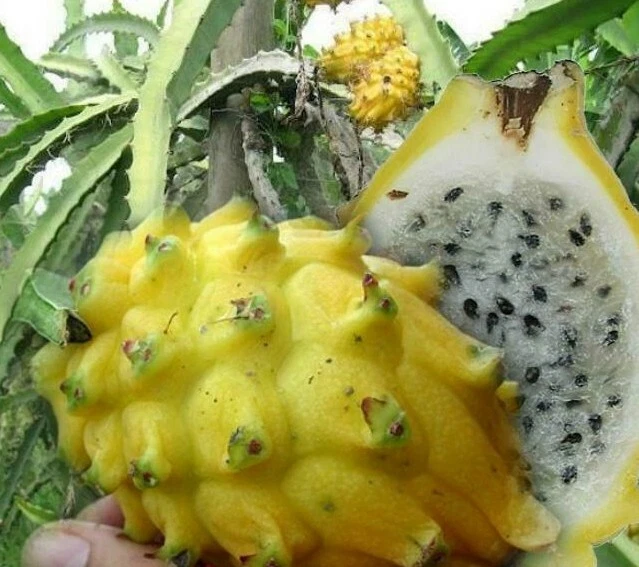 3 Piante Di Pitaya Rossa - Frutto Del Drago Autofecondante 30-40 Cm - Foto 8