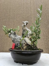 Old European Olive Bonsai Tree,,, sale 