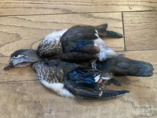 Hen Wood Duck Full Skin 2 Wings Fly Tying Fly Fishing Feathers Flies