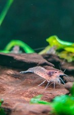 10 1 Red Amano Algae Eater Freshwater Aquarium Shrimp Live Guarantee