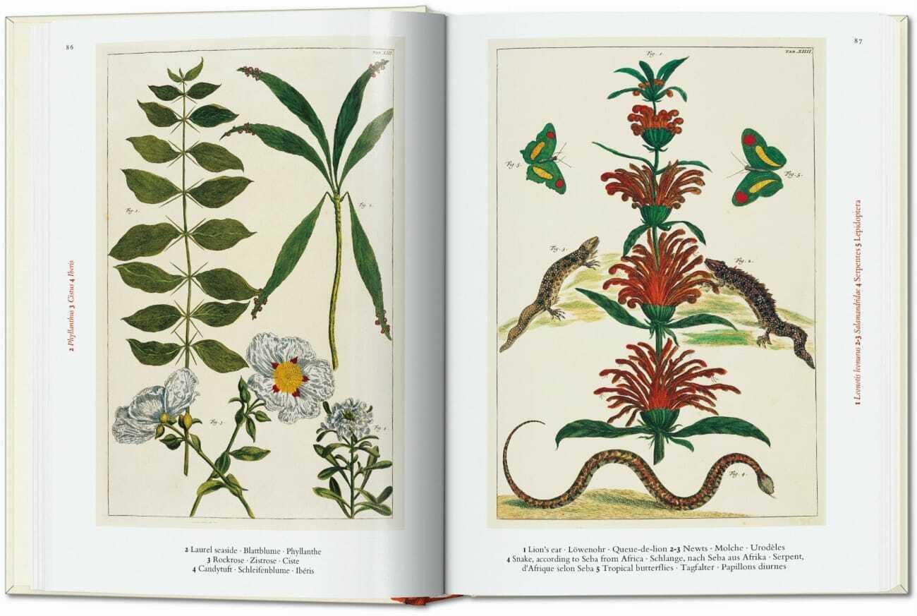Thumbnail - Seba. Cabinet Of Natural Curiosities. 40th Ed. Albertus Seba