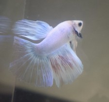 Pastel Colored Halfmoon Male Betta - USA Bred - Still Growing HM2-10