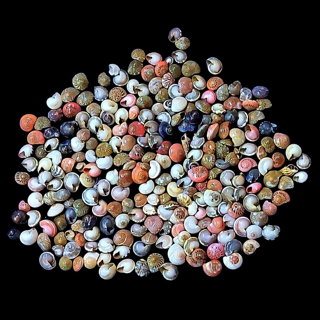 Tiny Swirl Conch Shells Natural Sea Shell approx.2000 pc 1. lbs | eBay
