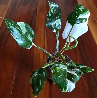 african bonsai tree Bonsai Growing Kit