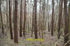 Photo 6x4 Conifers, Archer Wood Battle/TQ7416  c2021