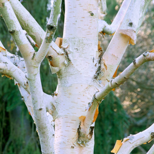 Betula utilis 'Grayswood Ghost' | Himalayan Birch Tree | Ornamental Tree | 5-6ft - Picture 5 of 8