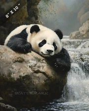 8x10 Matte Print Pandas Sleeping on Rock by River - Realistic Oil Painting