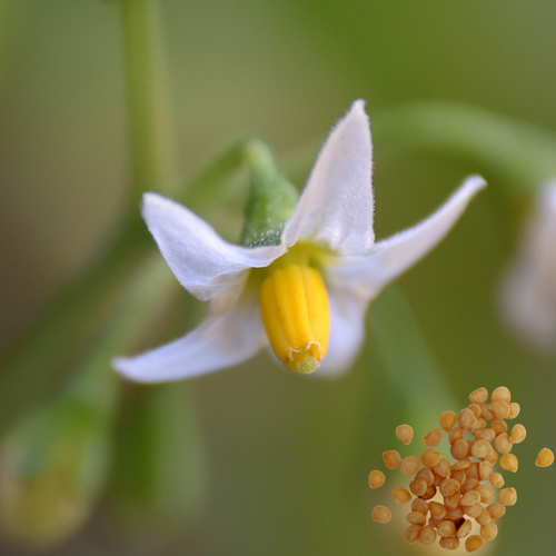 200+ Organic American Nightshade Seeds (Solanum nigrum/ptychanthum/Americanum) - 第 1/4 張圖片