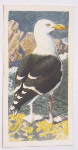 Tarjetas de té Brooke Bond 1957 retratos de aves elige el tuyo en la caja desplegable - Imagen 97 de 102