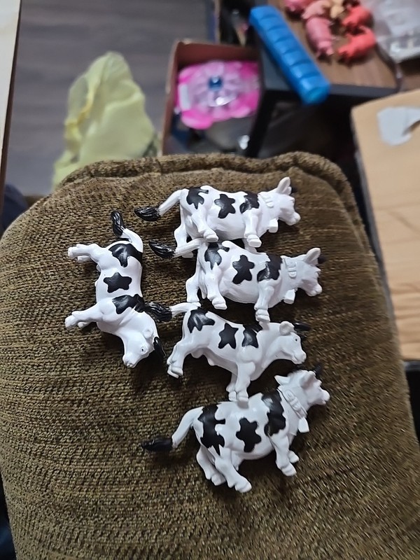 1/64 Safari Ltd Lot Of 5 Holstein Cows And Bulls Used Loose  SLP 