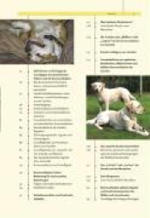 Thumbnail - Ausdrucksverhalten Beim Hund | Dorit Feddersen-petersen | Buch | 496