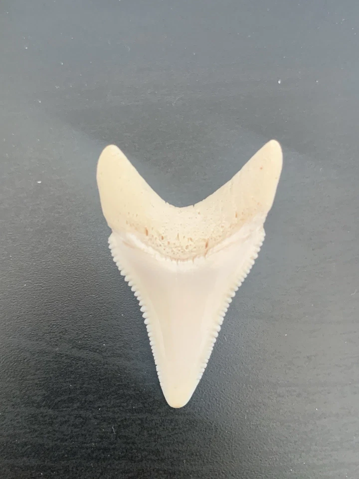 Diente de tiburón GW muy raro blanco clase perfecta A++ Foto 3 de 3