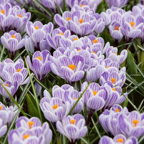 PICK & MIX PREMIUM Botanical CROCUS Spring BULBS RHS BLACK FRIDAY BEE LOVE - Picture 35 of 45