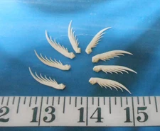 ~ Squilla Claws ~8~ White/ Ivory ~ Seashells ~ Shellcraft~ Sailor's Valentines ~