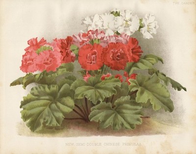 Primula Primel primrose China flower Blume botany Botanik Robinson Litho