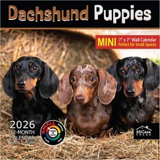 Dachshund Puppies 2026 Mini Wall Calendar 12 Month | 7" X 14" Open | Thick & Stu