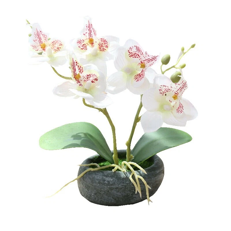 Foto 4 di 17