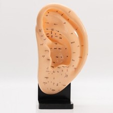 Human ear acupoint model Traditional Chinese medicine teaching equipment