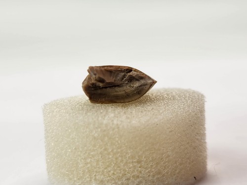 Majungasaurus 0.82" Theropod Tooth Fossil - Maevarano Fm - Berivotra, Madagascar - Picture 6 of 16