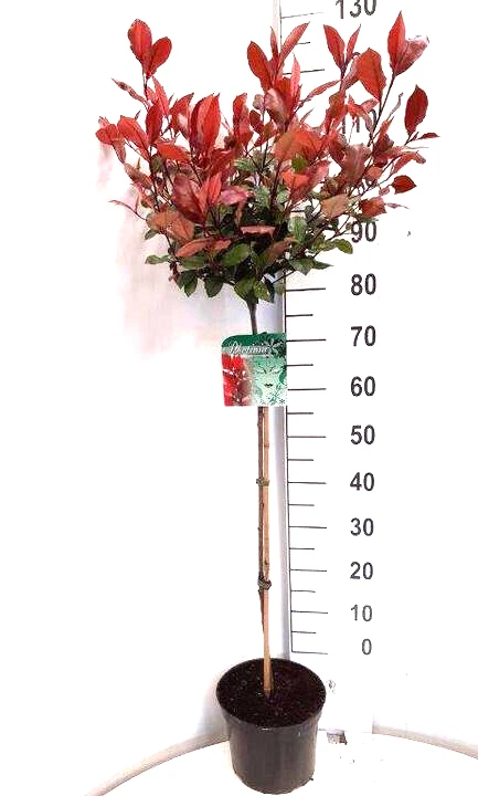 Photinia online kaufen | eBay.de