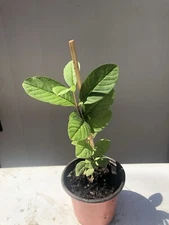 Guava Tree With Pot 10” Tropical Live Plant Pink Guava Fruit Tree Ready To Plant
