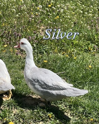 8+ Purebred Fertile Muscovy Duck Hatching Eggs - Rare Colors Lavender, Lilac+