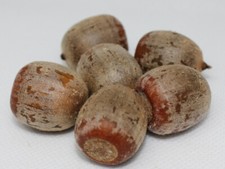 Roteiche Baum Samen Quercus rubra Eichel Vogelschutz Eichhörnchen winterhart