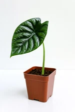 Quilted Dreams Elephant Ear - Alocasia sinuata - Live Plant