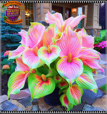 Rare Hostas Hostas Plants/Ornamental Flowers/Plant Bulbs/Hardy Perennial/Weddin