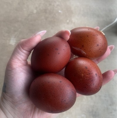 12++ French Black Copper Marans Hatching Eggs, Dark Brown, FERTILE, Pure bred