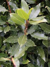 Laurus nobilis**BAY LEAF TREE**Bay Laurel**Sweet Bay*ROOTED SMALL STARTER Plant!