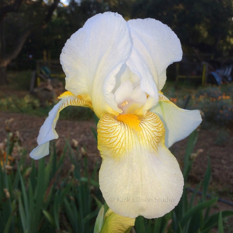 Tall Bearded Iris Rhizome "GUDRUN"  Katherine Dykes  1930  AWARD WINNER!