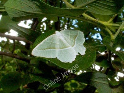 Foto 6x4 Eine Motte: Leichter Smaragd (Campaea margaritata) Erskine Diese Motte w c2010