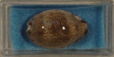 Cypraea Vredenburgi 26mm Indonesia