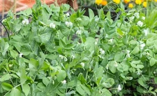 Vale Field Pea Seed Food Plot Cover Crop Annual Growth 5 Lbs. Bag NEW