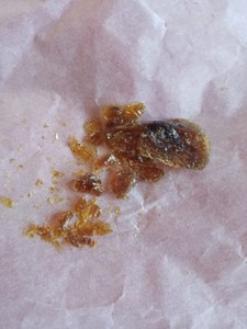 Pine Tree Sap/Resin/Pitch. 100% Pure, 1.75 lbs