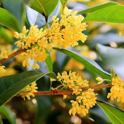 【九尾】Flora〜Osmanthus〜 Original liqueur 