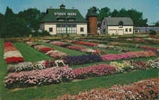 Postcard All America Flower Trials at Stokes Seed Farm St. Cathartines Ontario
