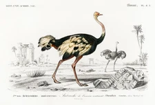 Common Ostrich (Struthio Camelus) - 1849 - Illustration Magnet