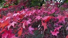 50 Acers. 10 varieties of beautiful coloured acers, red/orange/purple. bargain.