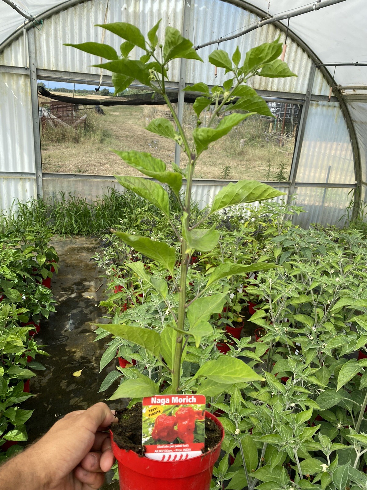 PIANTA PEPERONCINO PICCANTE NAGA MORICH ALTA QUALITÀ VASO 14