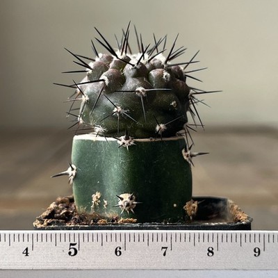 A31-929 Copiapoa cinerea, JN1708, Santunario Lidia Escobar Negra, grafted