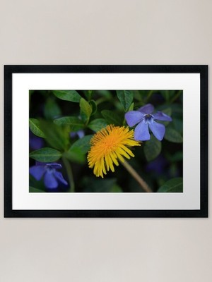 Gelbe Pusteblume auf Natur Hintergrund Gerahmtes Wandbild Poster Leinwanddruck Bild