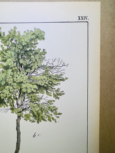 ANTICO POSTER PRUGNE FIORE NATURA POSTER IMMAGINE ILLUSTRAZIONE 1882 PIANTA BOTANICA - Foto 5 di 9