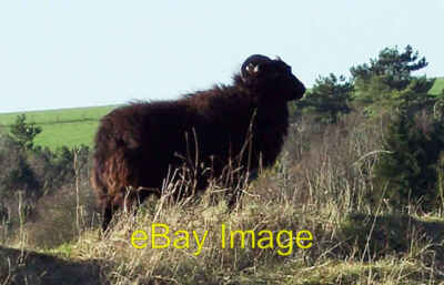 Foto 6x4 Hebridenschaf Woodyates Hebridenschaf auf Bökerley Deich. c2005