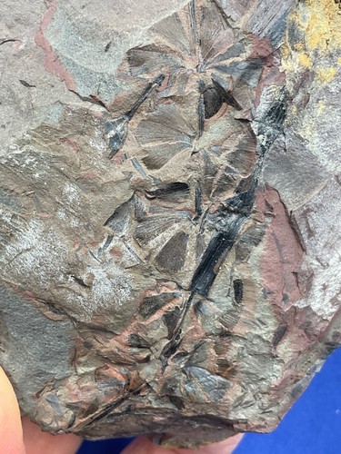 Carboniferous plant Fossil Sphenophyllum Fossilien Karbon plant Germany Farn
