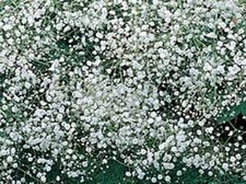 Baby's Breath 500 Seeds Newly Harvested, Beautiful Snow Like Blooms