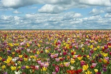 Tulip Fields in Oregon Photo Photograph Laminated Dry Erase Sign Poster 36x24